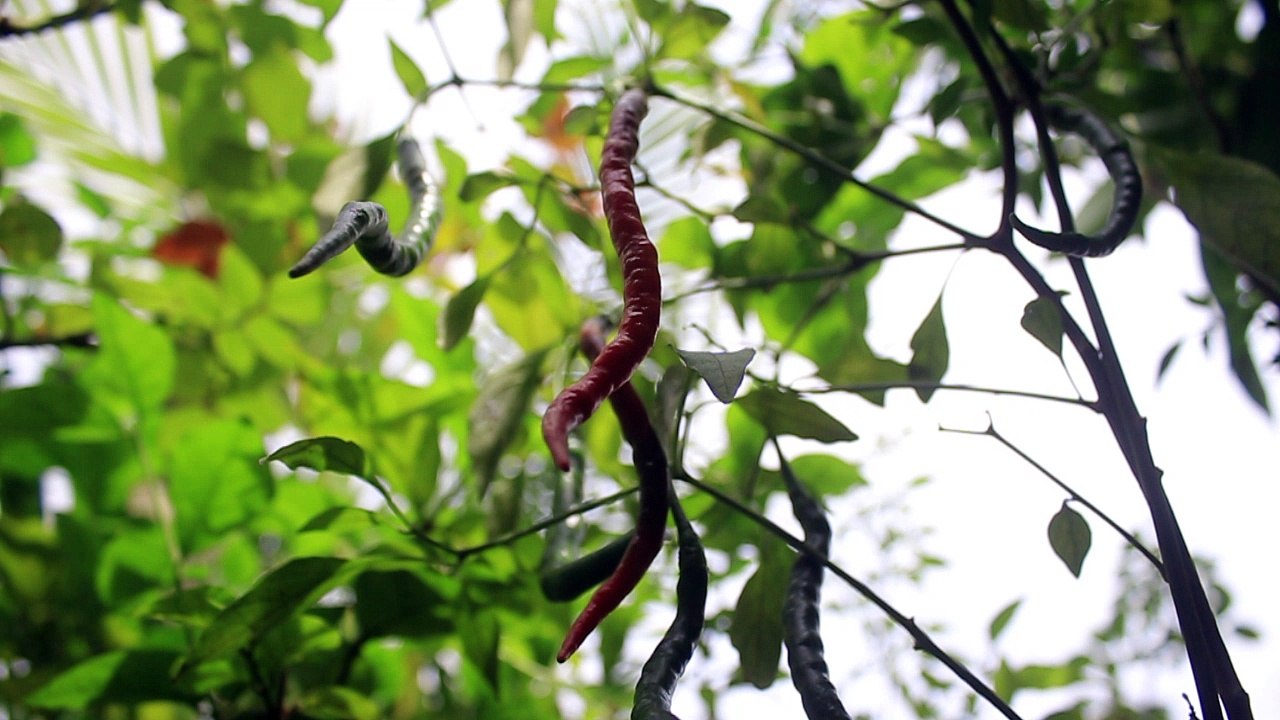 A Lot Chili - Free Stock Video Footage HD