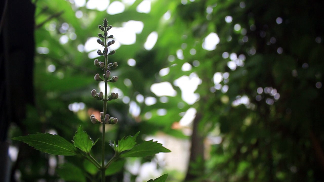 A Purple Buds - Free Stock Video Footage HD