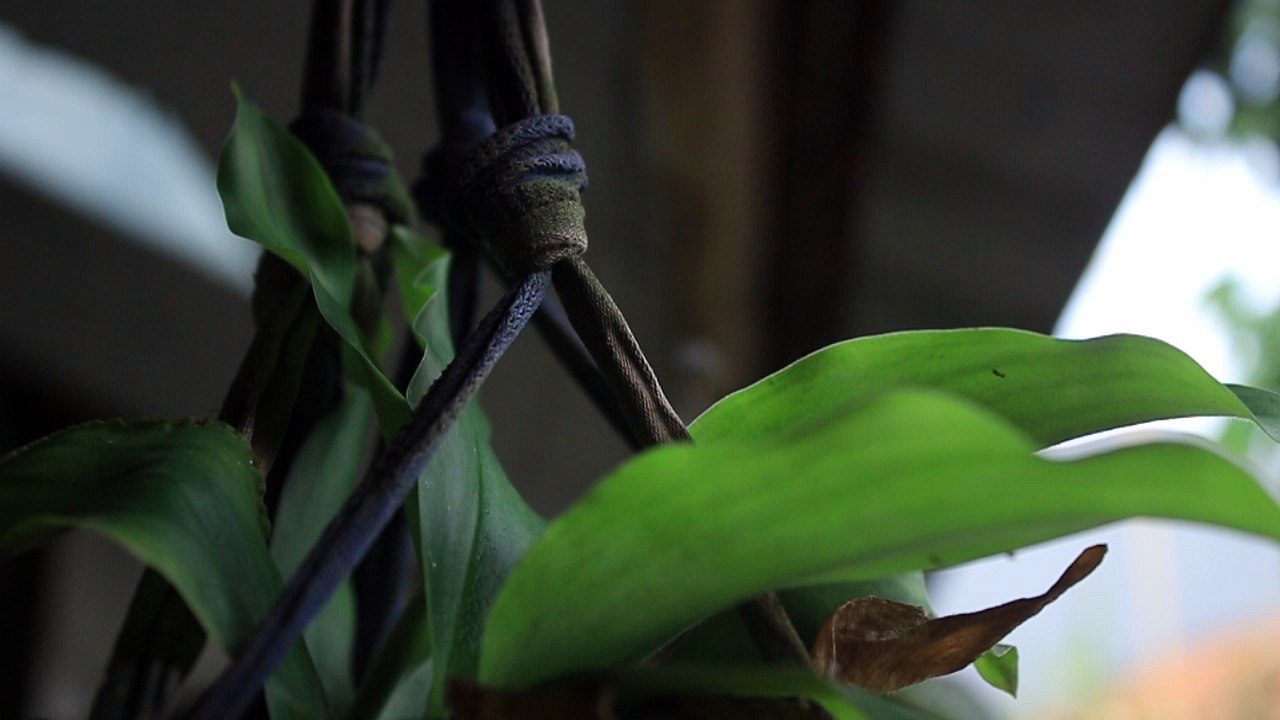 Hanging Flower - Free Stock Video Footage HD