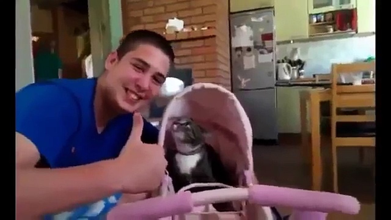 En Komik Kedi Videoları Kesin izle