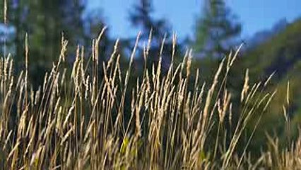 يسدد كرة بالسلة من أعلى ارتفاع على الإطلاق ويدخل غينيس