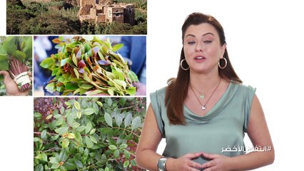 ما هي أضرار القات على صحة الجسم؟