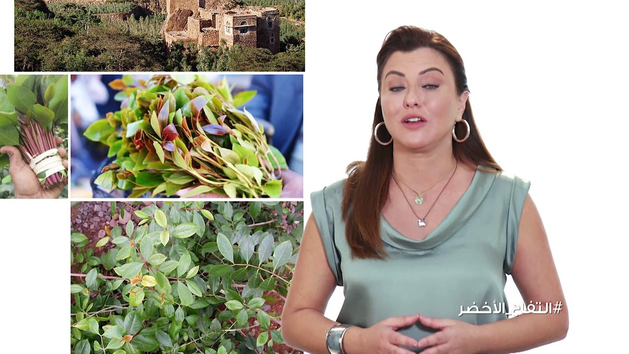 ما هي أضرار القات على صحة الجسم؟