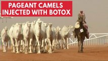 12 Camels disqualified from beauty contest for receiving botox injections
