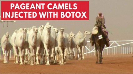 12 Camels disqualified from beauty contest for receiving botox injections