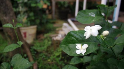 Jasmine Flower - Free Stock Video Footage HD