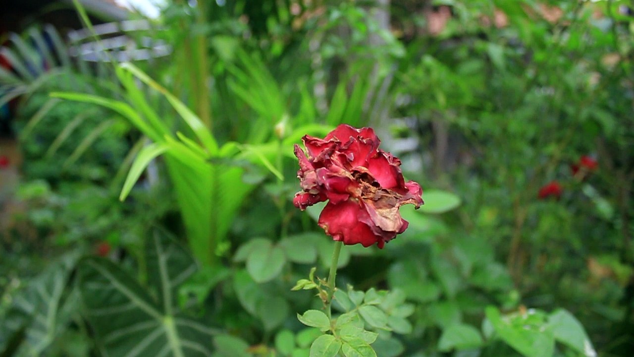 Die Rose - Free Stock Video Footage HD
