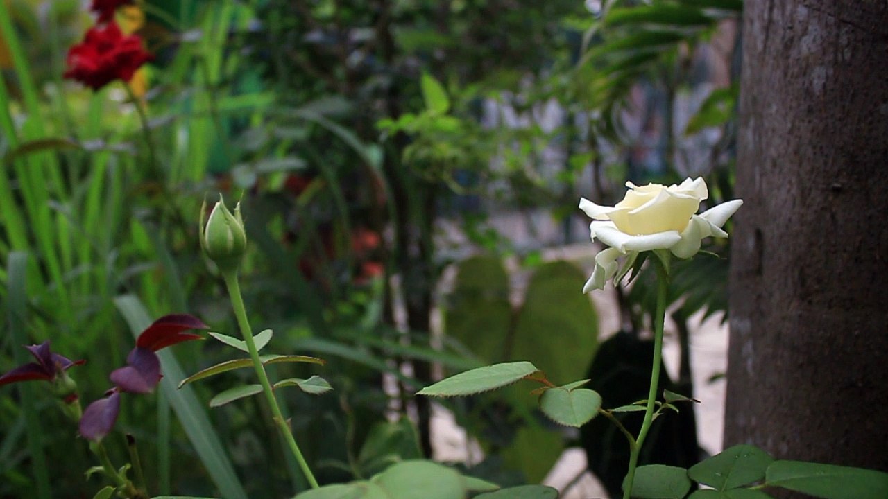 Beautiful White Rose - Free Stock Video Footage HD