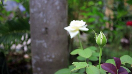 White Buds Rose - Free Stock Video Footage HD