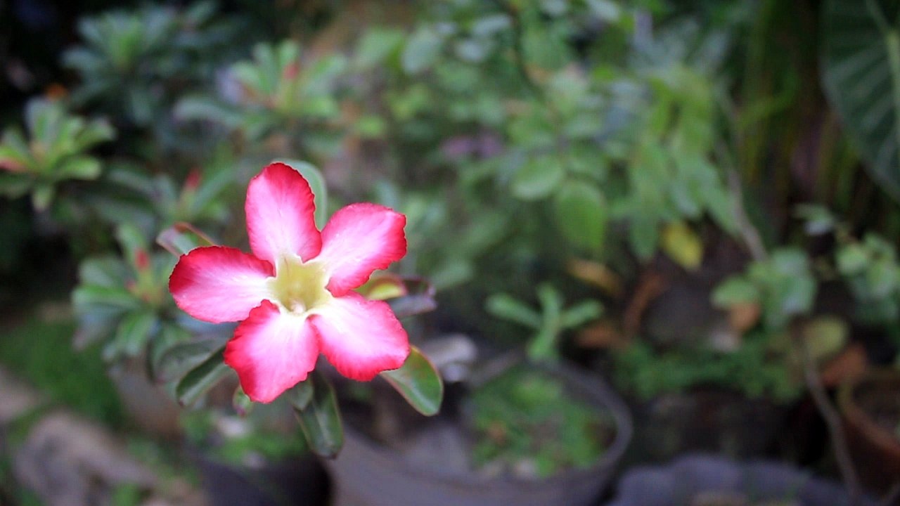 RED FRANGIPANI FLOWER - Free Stock Video Footage HD