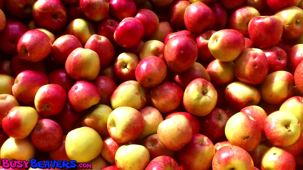 -Apples Are Yummy- - Learn Fruits & Vegetables, Kids Song for Babies & Toddlers