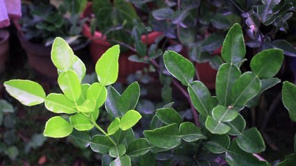 Orange Leaf - Free Stock Video Footage HD