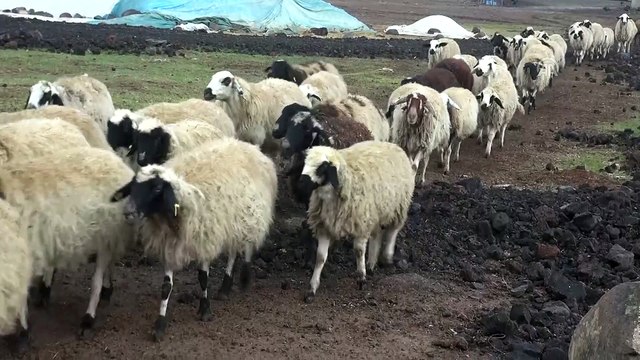Şanlıurfa'da kuduz karantinası