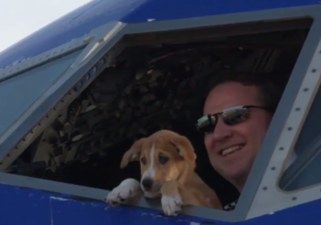 More than 60 Animals Rescued From Puerto Rico, Flown to Maryland