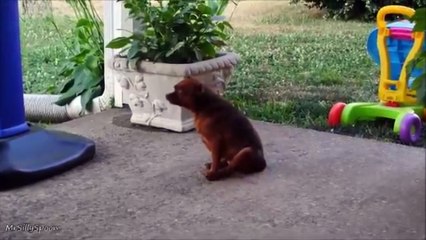 Try Not To Laugh Or Grin Funny Dog Compilation!!