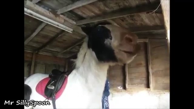 MC SKIBBA-DOG Funny Animals Mc over Drum n Bass!