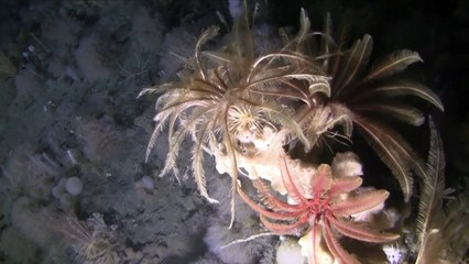 Watch first-ever footage of the Antarctic seafloor