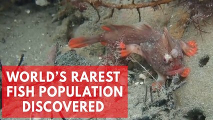 Red handfish: Divers discover new population of world's rarest fish