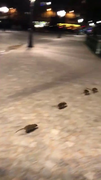 Plusieurs rats se promène à Notre-Dame de Paris.