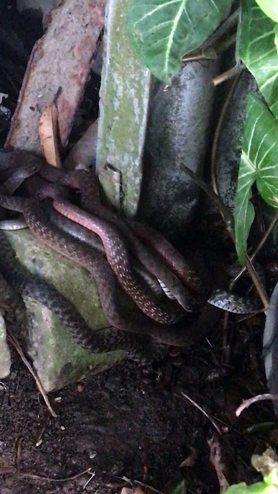 Keelback Snakes in Garden - video Dailymotion