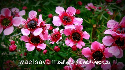 عسل مانوكا النيوزلندي ،عالم النحل