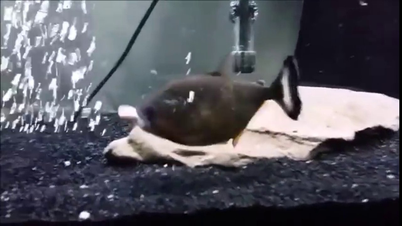Des poissons qui dévorent leurs congénères dans leurs aquariums... Compilation