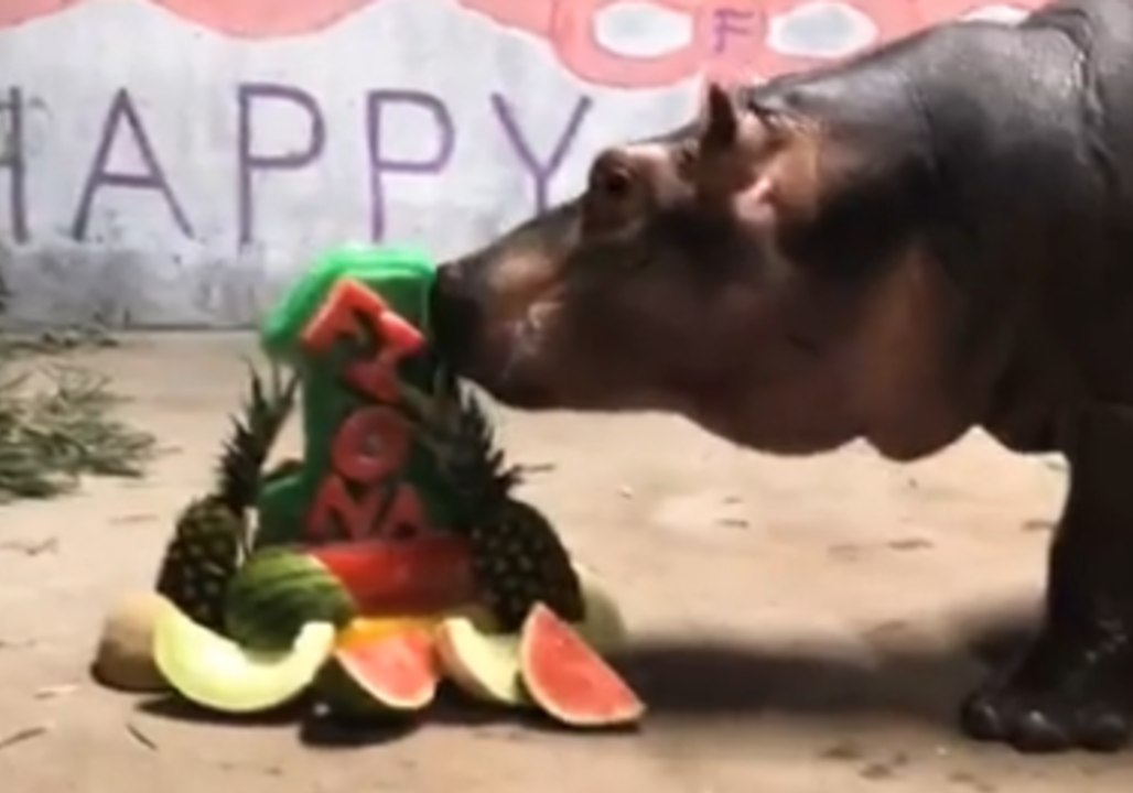 Cincinnati Zoo's Fiona the Hippo Celebrates First Birthday
