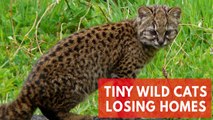 Smallest American wild cats are losing their homes