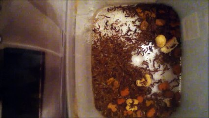 Dermestids-attagenus Unicolor #403