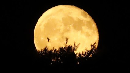 A Snow Moon, Lunar Eclipse, and Comet Are Set to Appear Today!