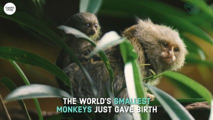The World's Smallest Monkey Just Gave Birth to Cutest Twins Ever