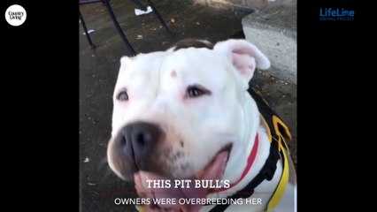 Dog With Terminal Lymphoma Finds Forever Home