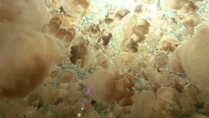 Swim Without Stings in Jellyfish Lake