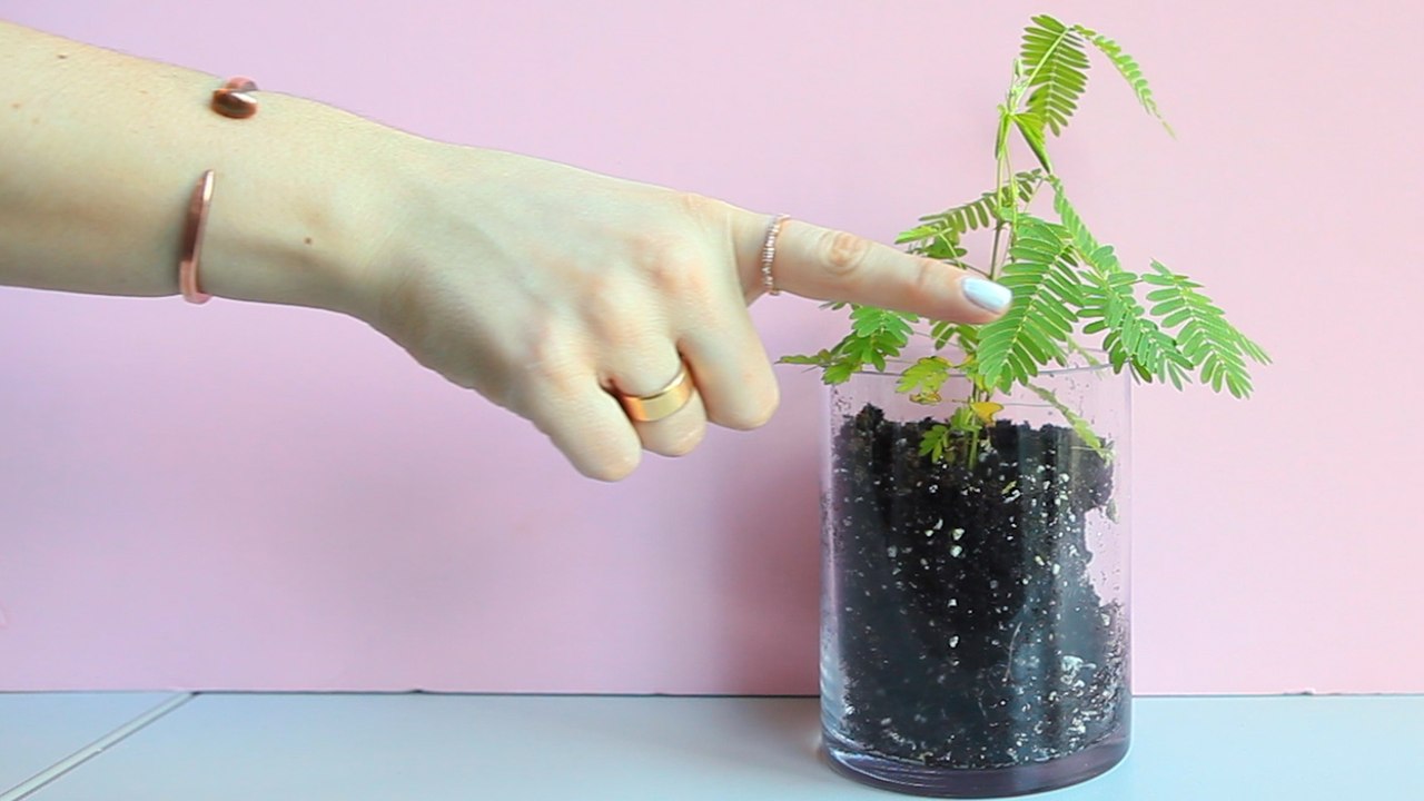 The Mimosa Plant Doesn't Like to Be Touched