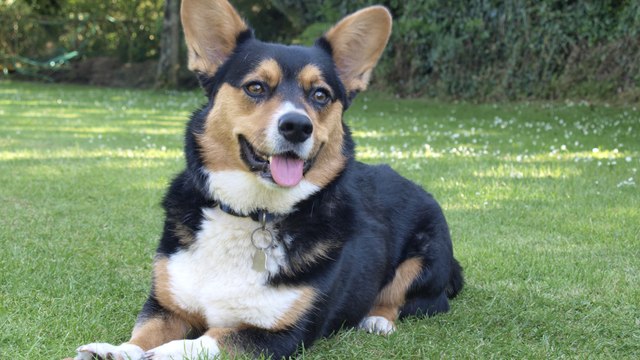 80 Years of Queen Elizabeth's Royal Corgis