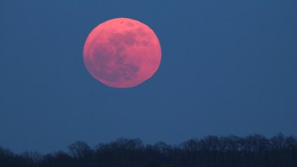 You Don't Want to Miss the "Pink Moon" That Will Light Up the Sky This Week