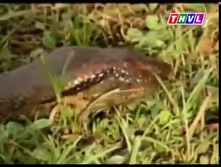 Thế giới động vật hoang dã-Loài trăan nước khổng lồ.