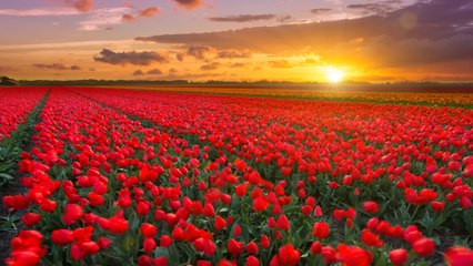 European Floral Wonderlands Perfect for Your Next Vacation