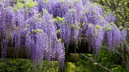 This Wisteria Flower Tunnel in Japan Is the Most Magical Place Ever