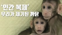 [자막뉴스] 중국, 세계 첫 '체세포핵치환' 원숭이 복제 / YTN