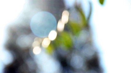 Bokeh Video Of Leaves　坂本勝直