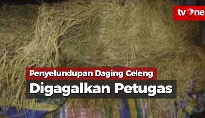 Petugas Gagalkan Penyelundupan 3,2 Ton Daging Celeng