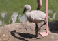 Auckland Zoo Welcomes First Flamingo Chick to be Flock-Raised