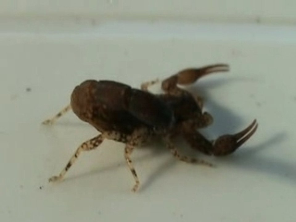 Scorpion nain guyane