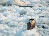 Snowy Owl Perched on Flowing Ice