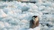 Snowy Owl Perched on Flowing Ice