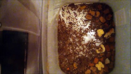 Dermestids-attagenus Unicolor #405