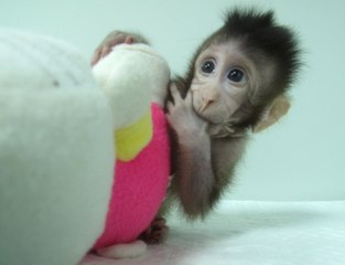 Des scientifiques ont cloné des singes !