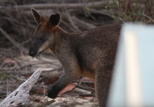 Swamp Wallaby Found on Sydney Harbour Bridge Released Back Into Wild