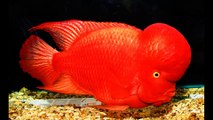 Super red flowerhorn fish